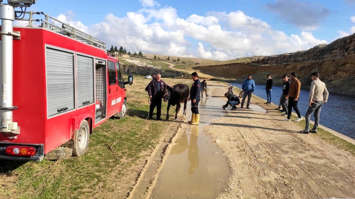 Sulama kanalına düşen ineği itfaiye ekipleri kurtardı