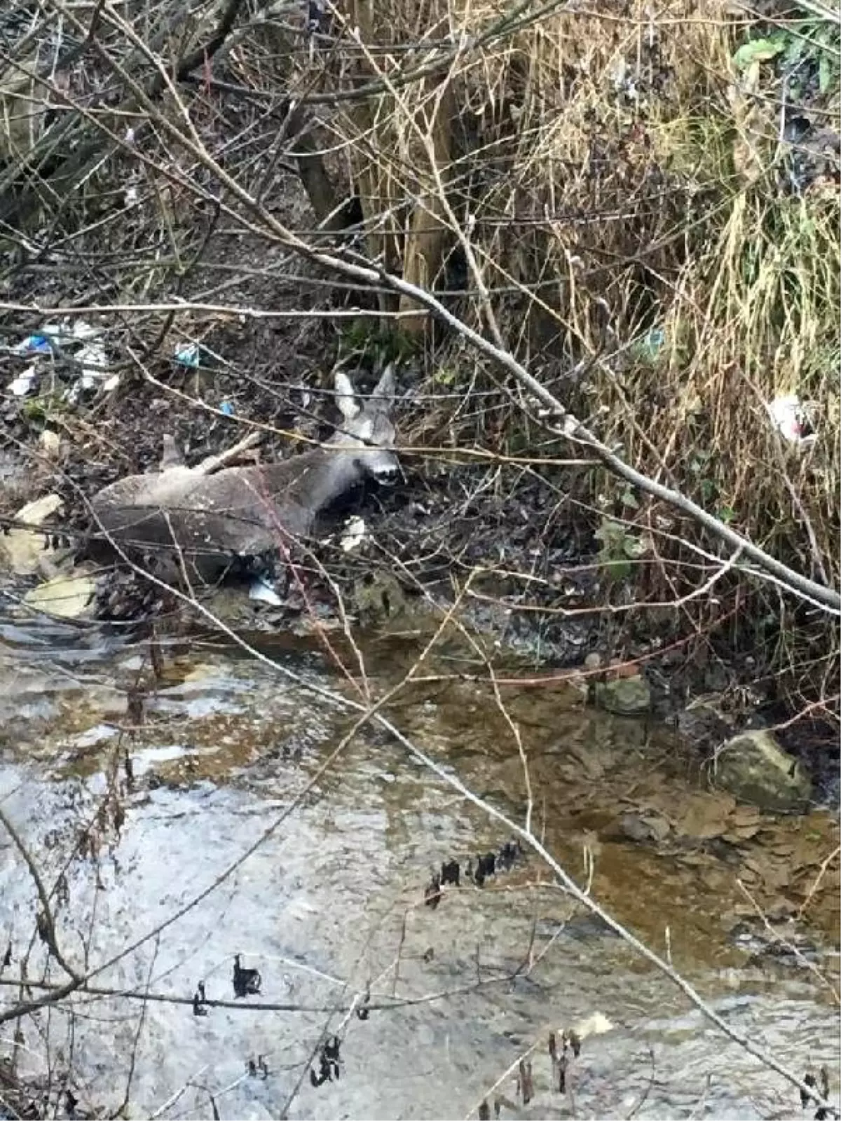 Yaralı bulunan karaca tedaviye alındı