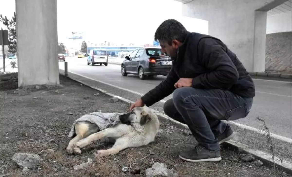 Yaralı köpeğe belediye çalışanı şefkati