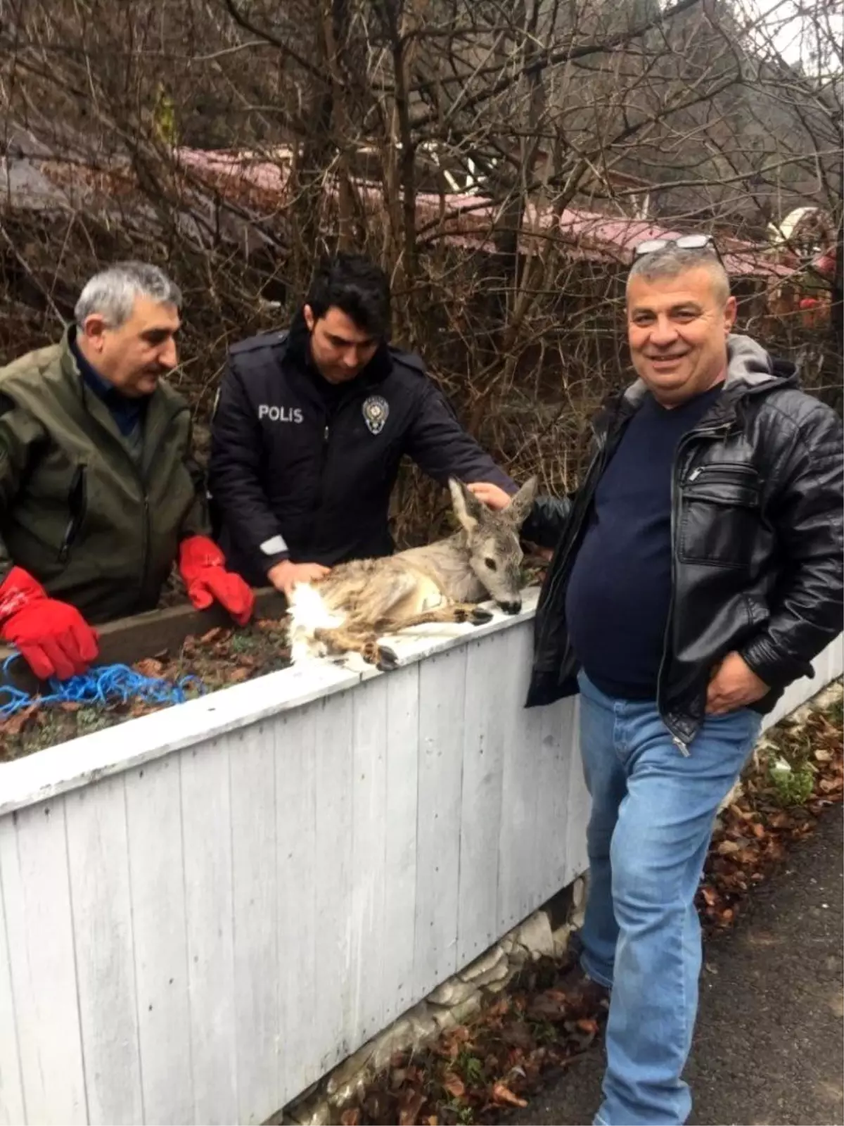 Yaralı yavru karaca tedavi altına alındı