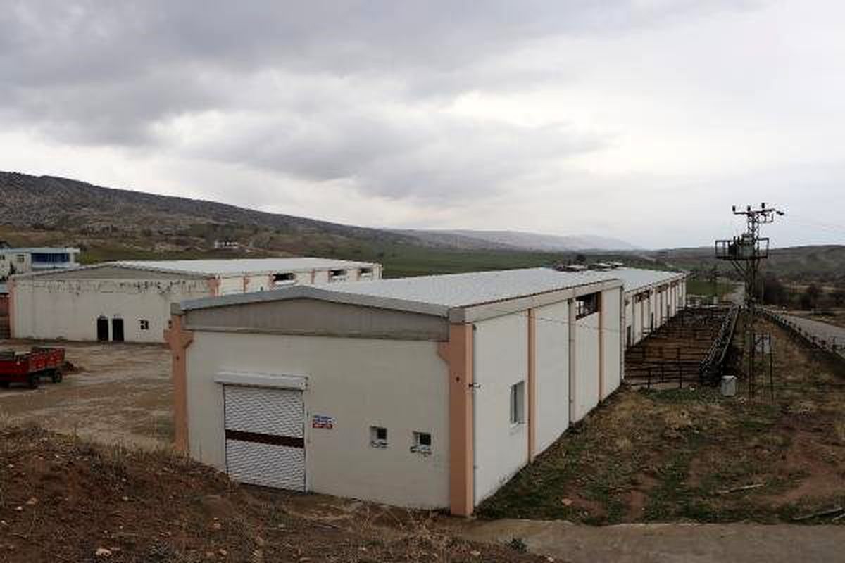 Yüzlerce büyükbaşla ortadan kaybolan dolandırıcılar yakalandı