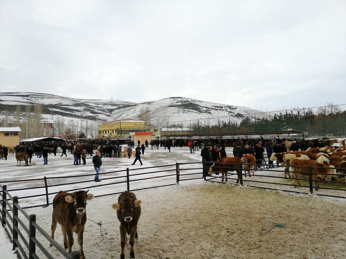 Bayburt Belediyesi canlı hayvan pazarında hizmet vermeye devam ediyor