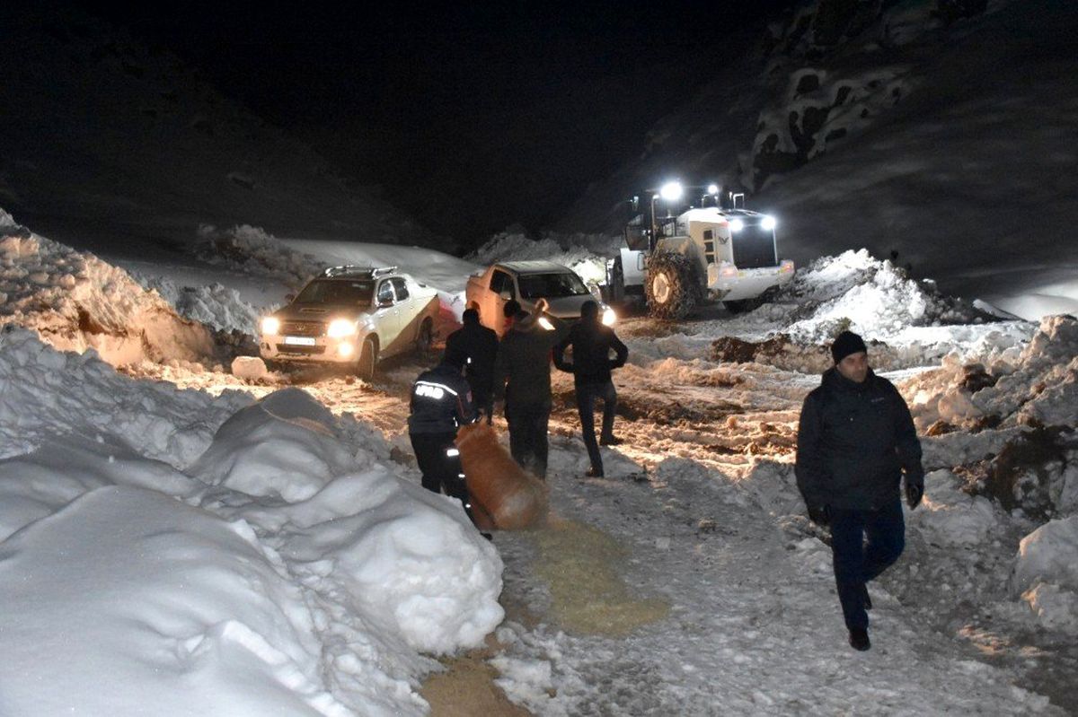 Hakkari\'de dağlık alanda mahsur kalan atlar kurtarıldı