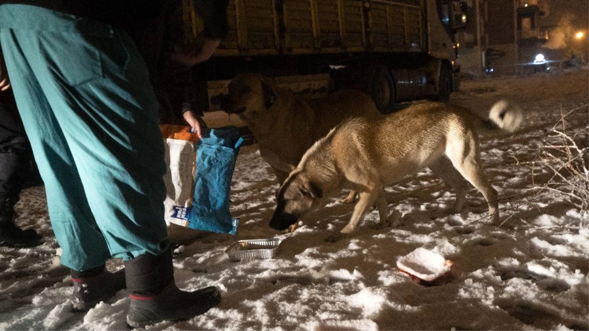 Isparta\'da yoğun kar yağışı altında sokak hayvanlarını besleme operasyonu