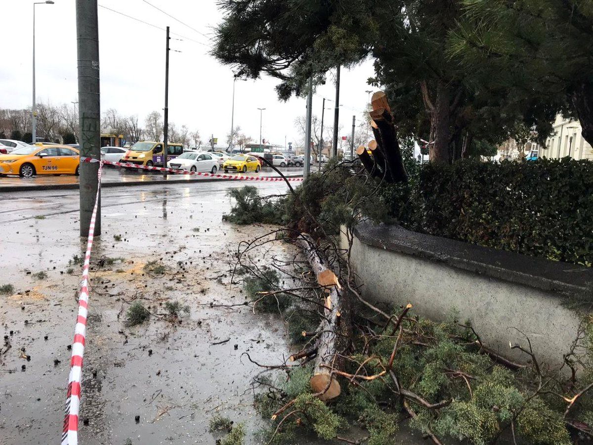 Kadıköy\'de enerji teline ağaç devrilmesiyle nostaljik tramvay seferleri bir süre durdu