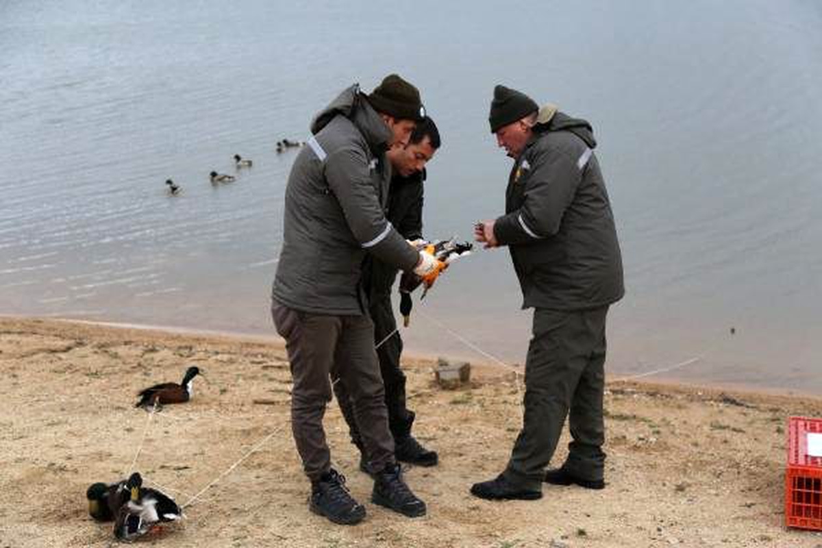 Kanatları kesilip, canlı tuzak yapılan 16 ördek kurtarıldı