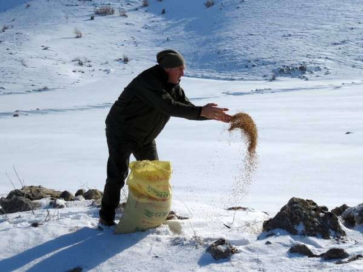 Kayseri\'de yaban hayvanları için doğaya yem bırakıldı