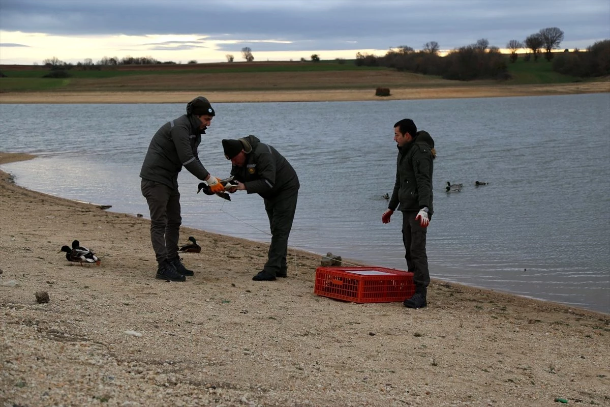 Kırklareli\'nde kanatları kesilerek mühre olarak kullanılan ördekler korumaya alındı