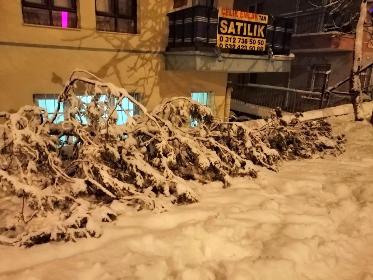 Kızılcahamam\'da yoğun kar nedeniyle ağaçlar devrildi