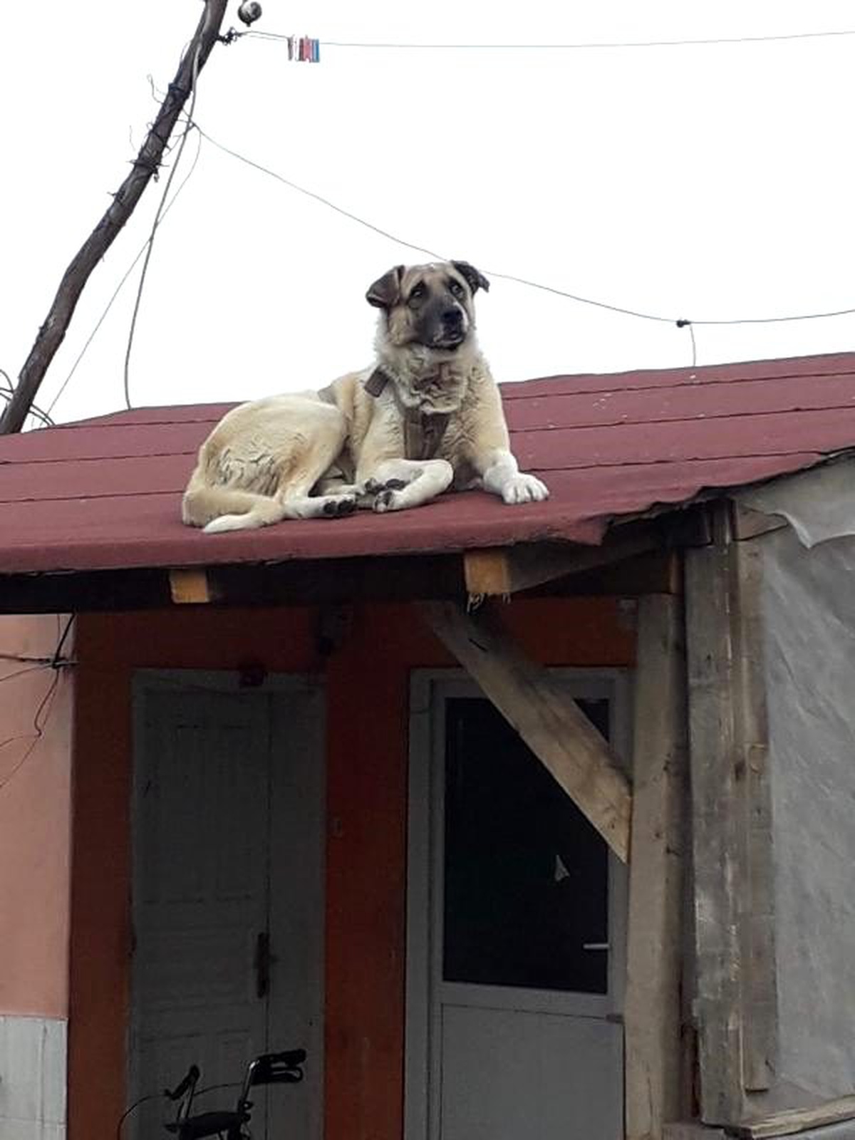 Komşusunun köpeğini tüfekle vuran gence, 866 lira ceza