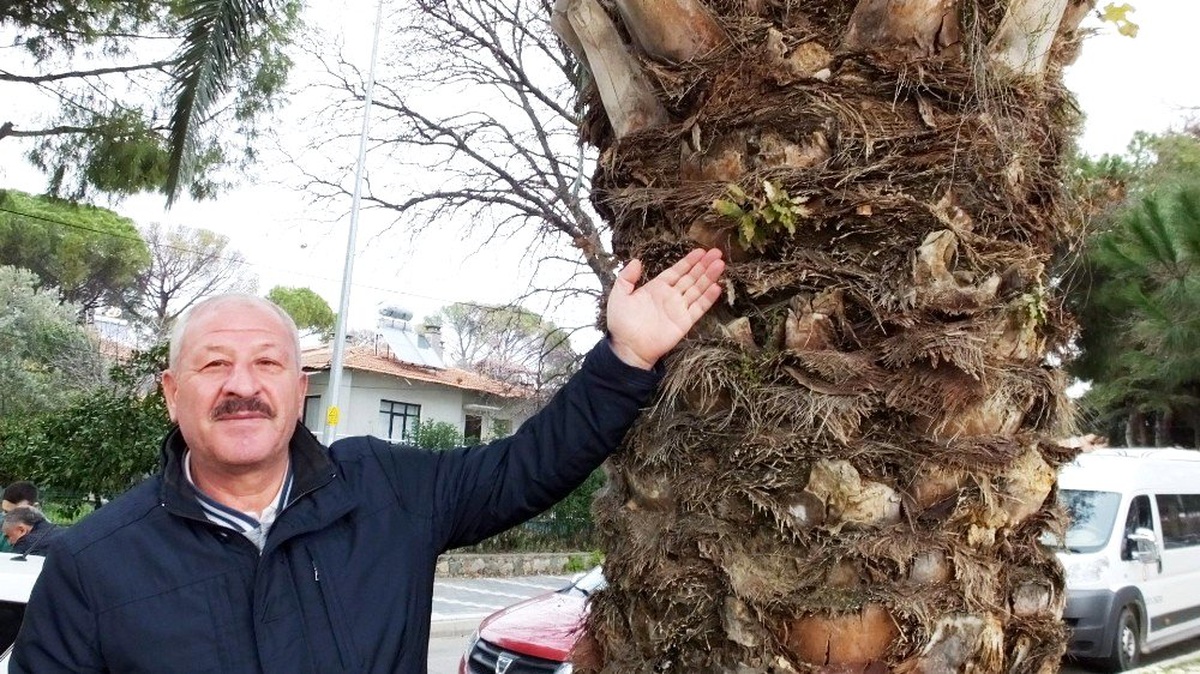 Palmiye ağacının gövdesinden incir ve meşe çıktı