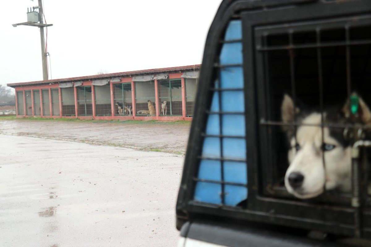 Sakarya\'da köpeklerin birbirlerini yediği iddiası