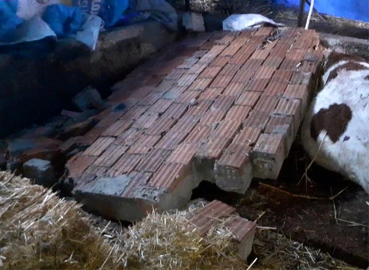Silivri\'de şiddetli rüzgarda yıkılan duvarın altında kalan 2 hayvan telef oldu