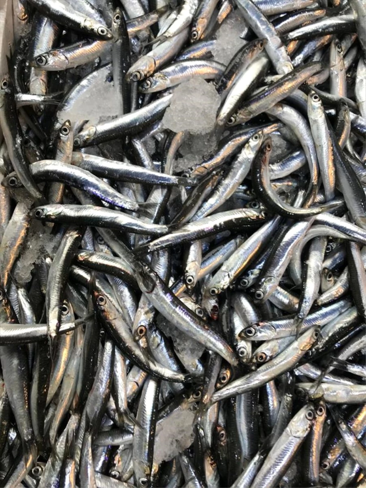 Türk karasularında hamsi avı sezonu büyük ölçüde kapandı