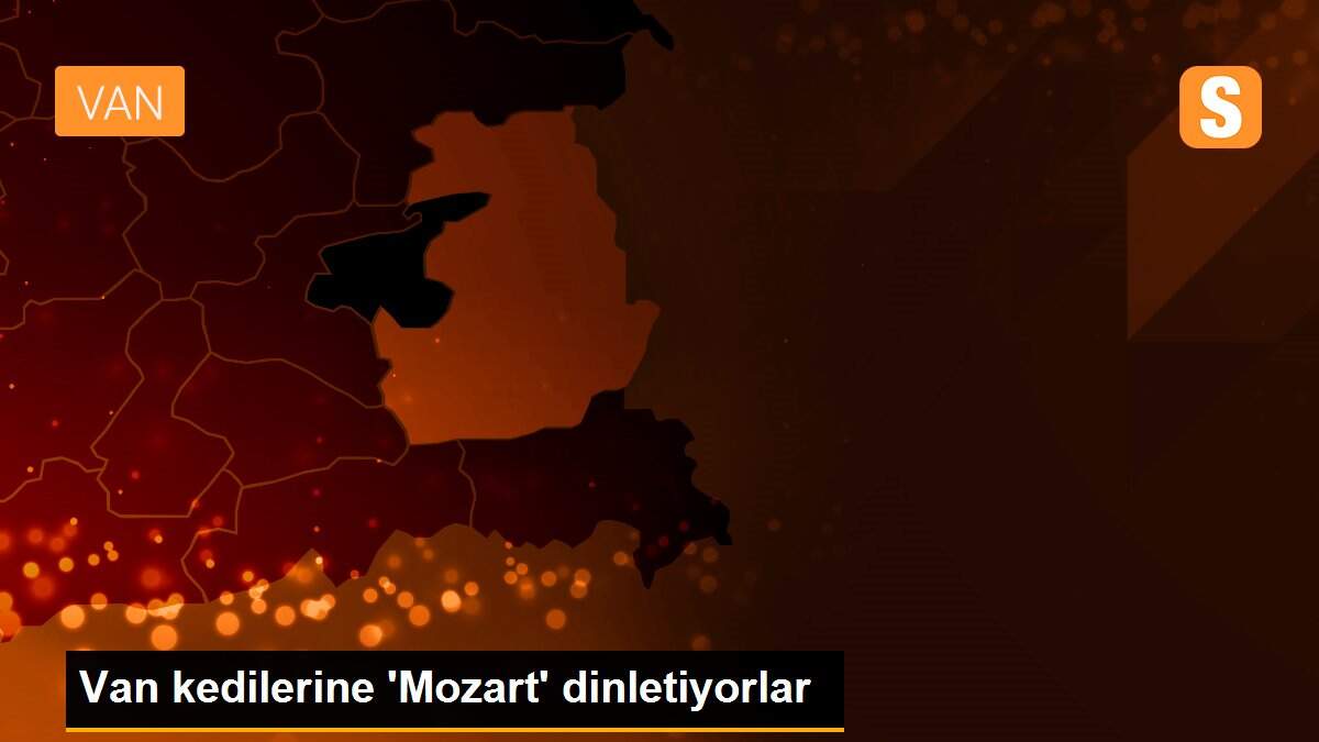 Van kedilerine \'Mozart\' dinletiyorlar