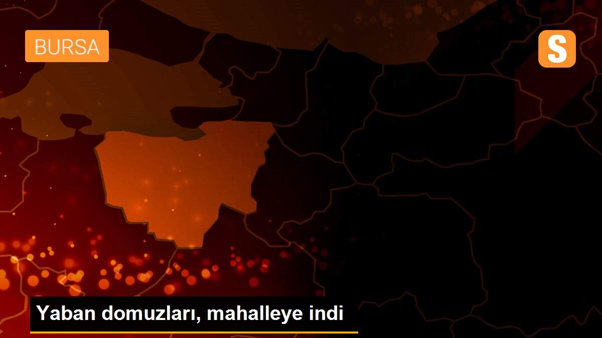 Yaban domuzları, mahalleye indi