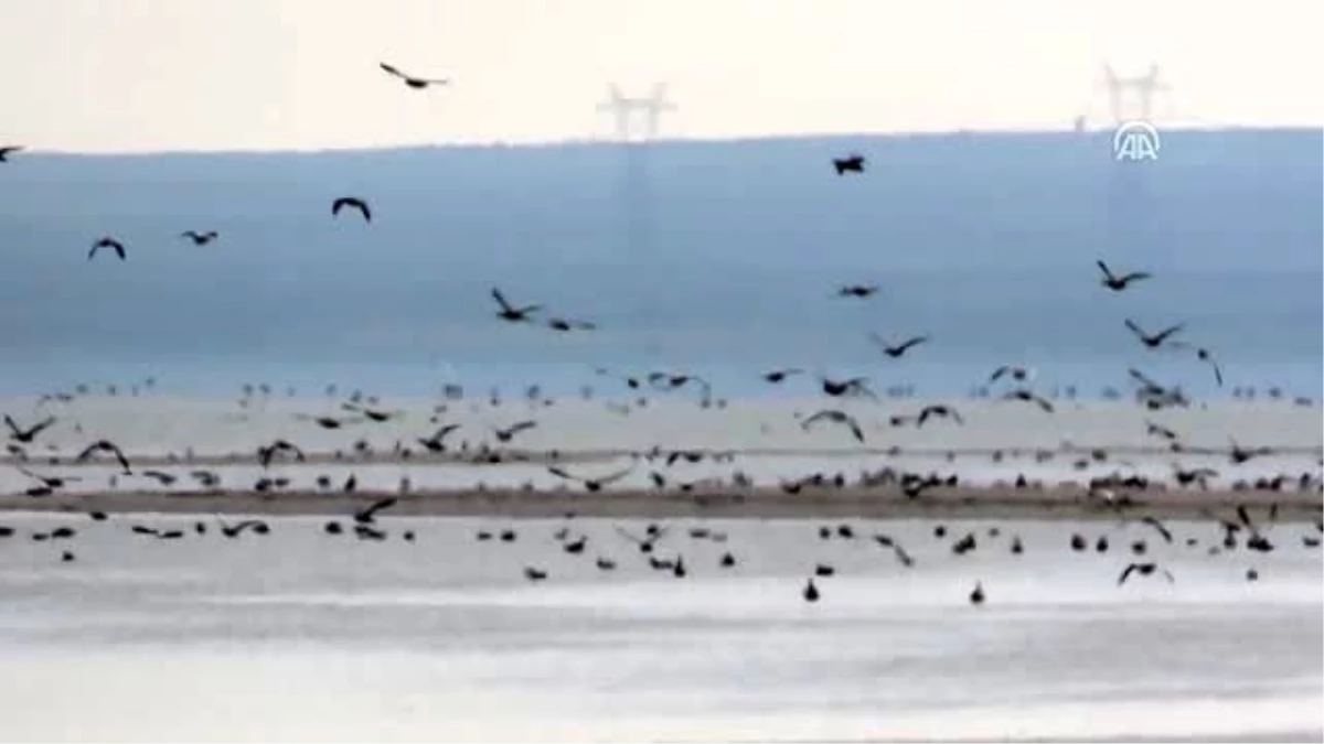 Yağışlar kuruyan Seyfe Gölü Kuş Cenneti\'ne hayat verdi