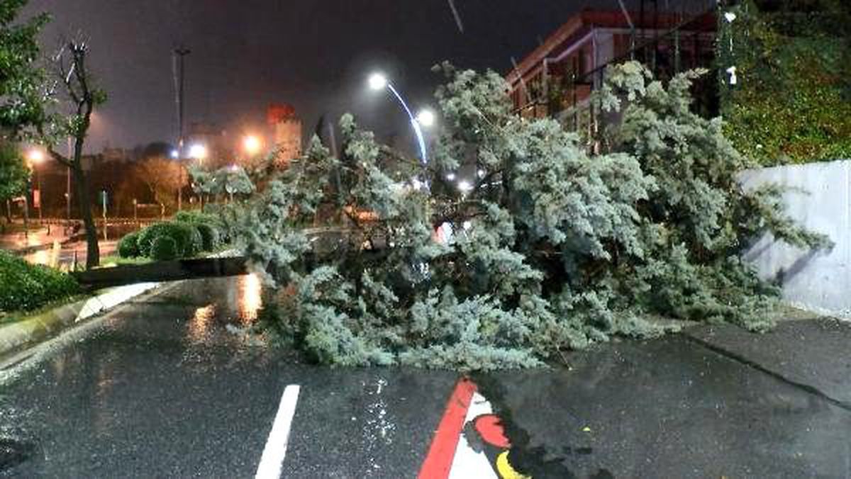 Zeytinburnu\'nda devrilen ağaç yolu tamamen kapattı