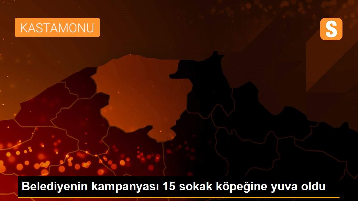 Belediyenin kampanyası 15 sokak köpeğine yuva oldu