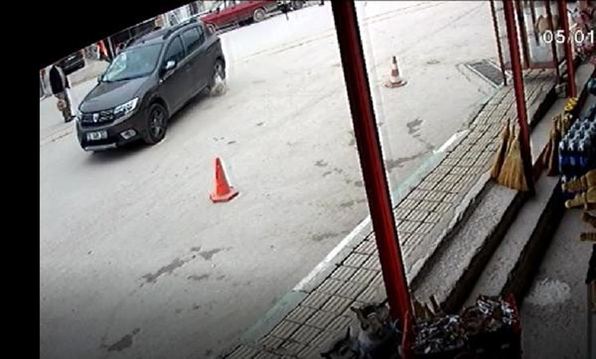 Çarptığı köpek telef olan sürücüye ceza