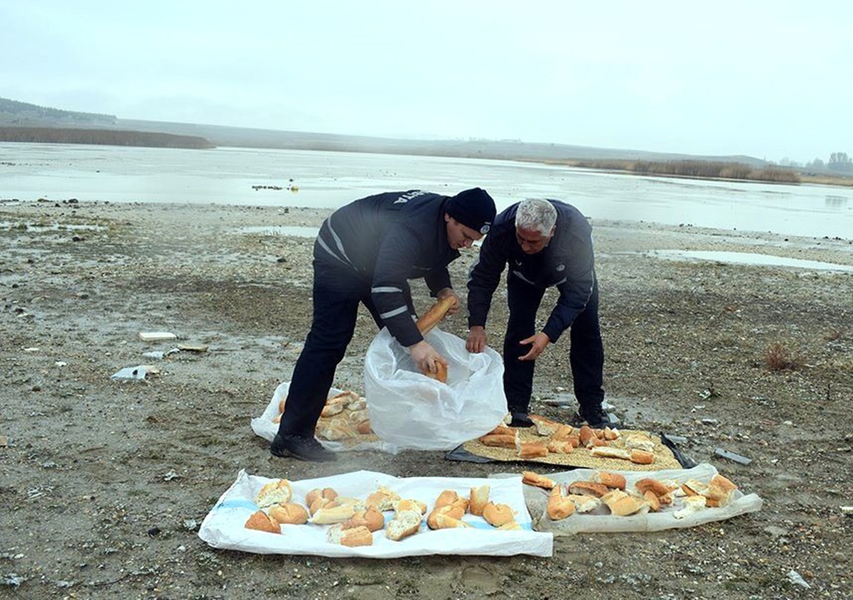 Doğadaki hayvanlar aç kalmasın diye yem bıraktılar