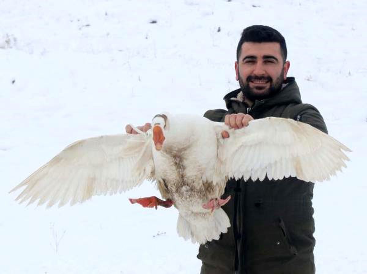 Güroymaklı kaz üreticileri, Kars\'a rakip olmayı hedefliyor
