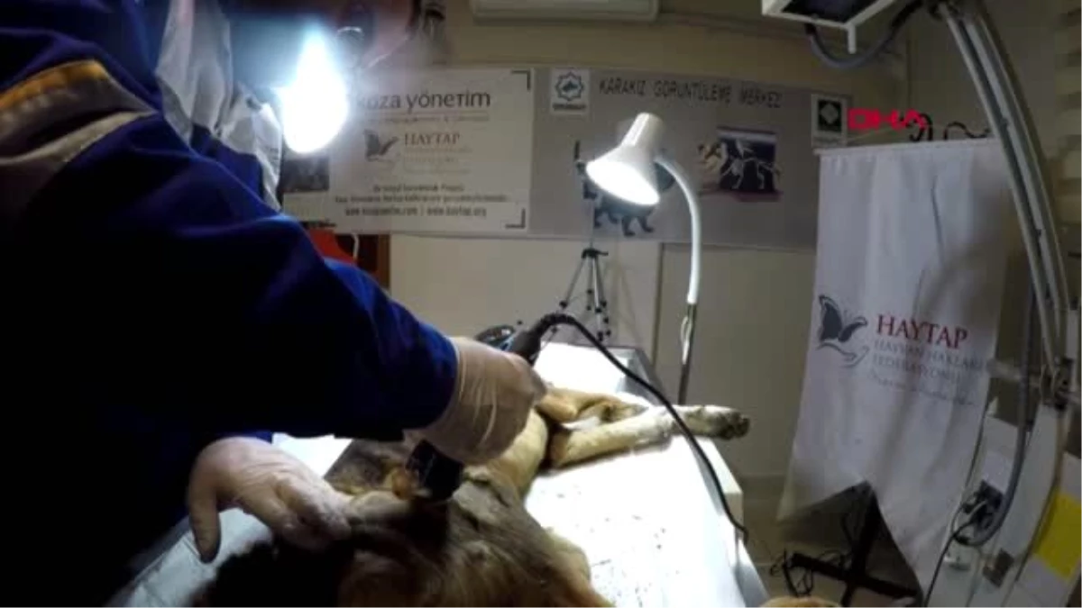 Osmaniye bacağı kırılan köpeğe 2,5 saatlik ameliyat