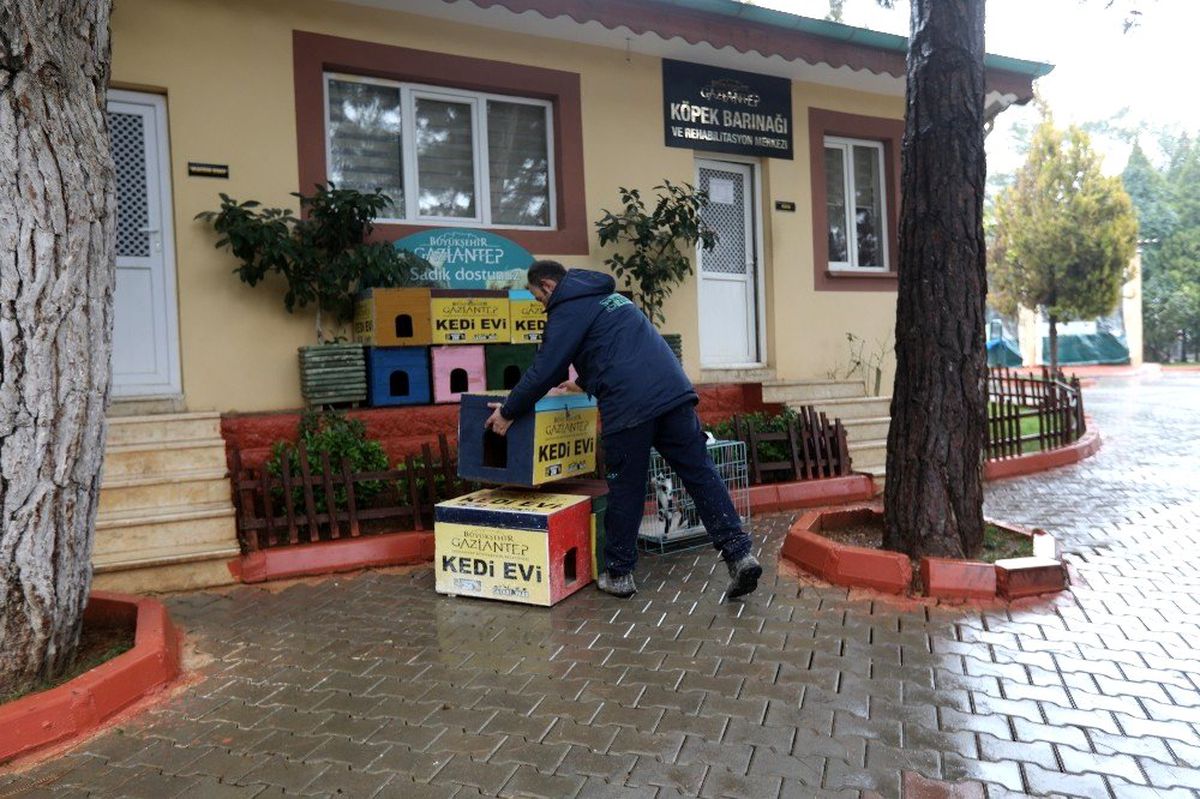 Sokak kedileri kışın üşümeyecek