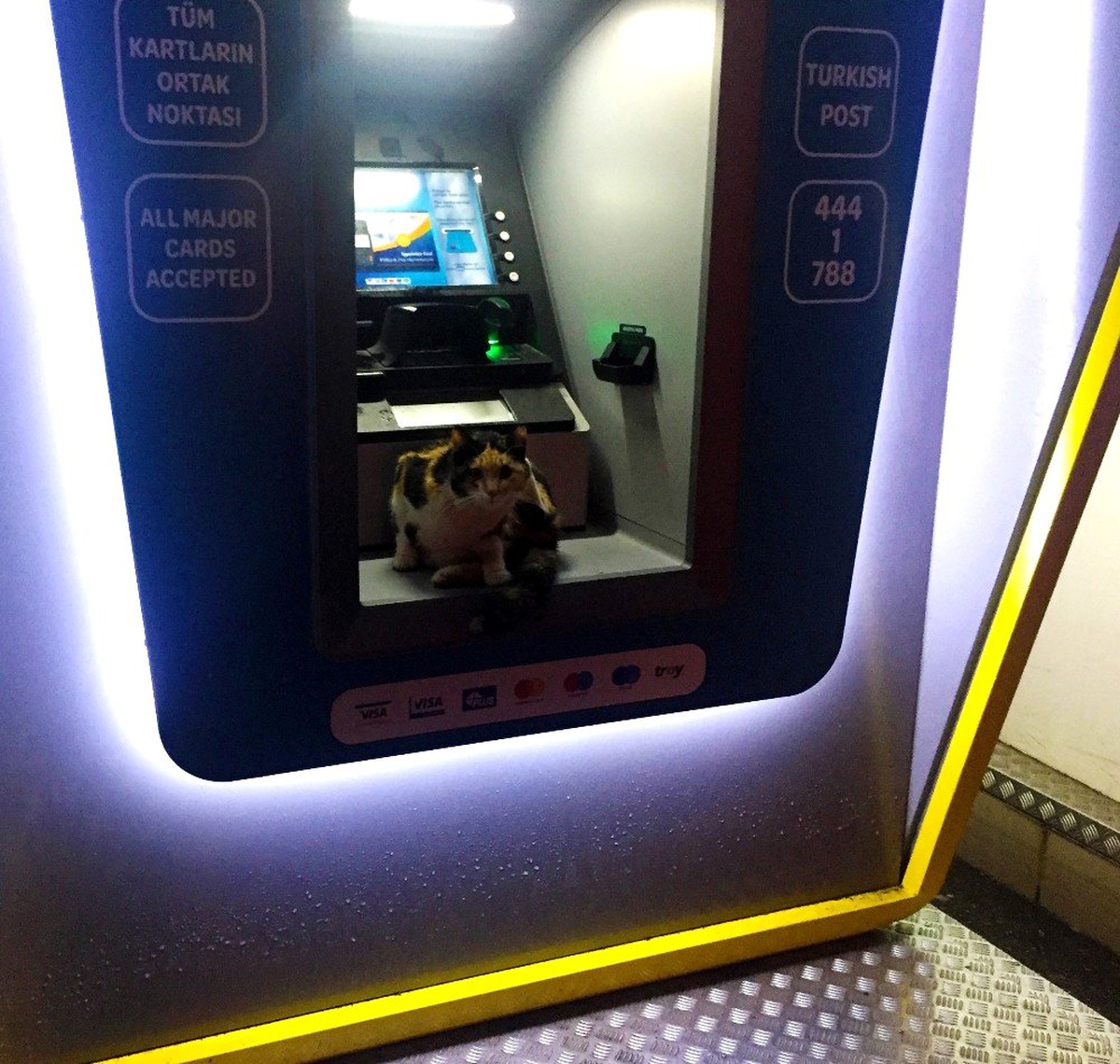 Sokak kedisi fırtınadan ATM\'ye sığındı