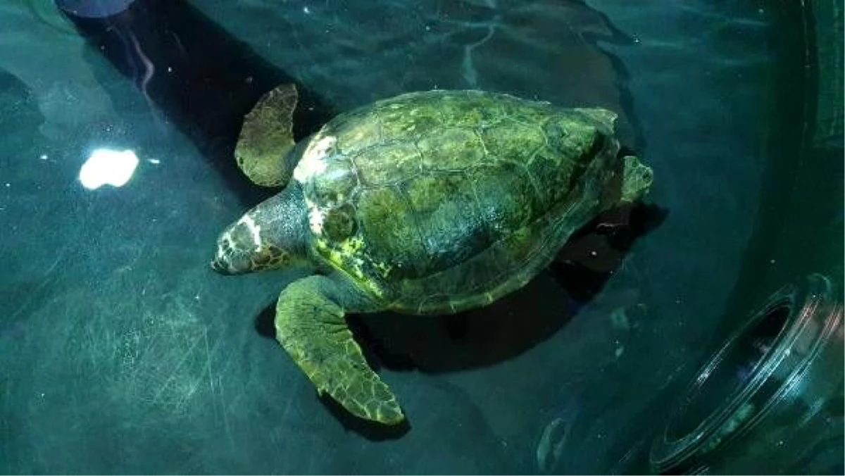 Yaralı caretta caretta Asit tedavi altına alındı