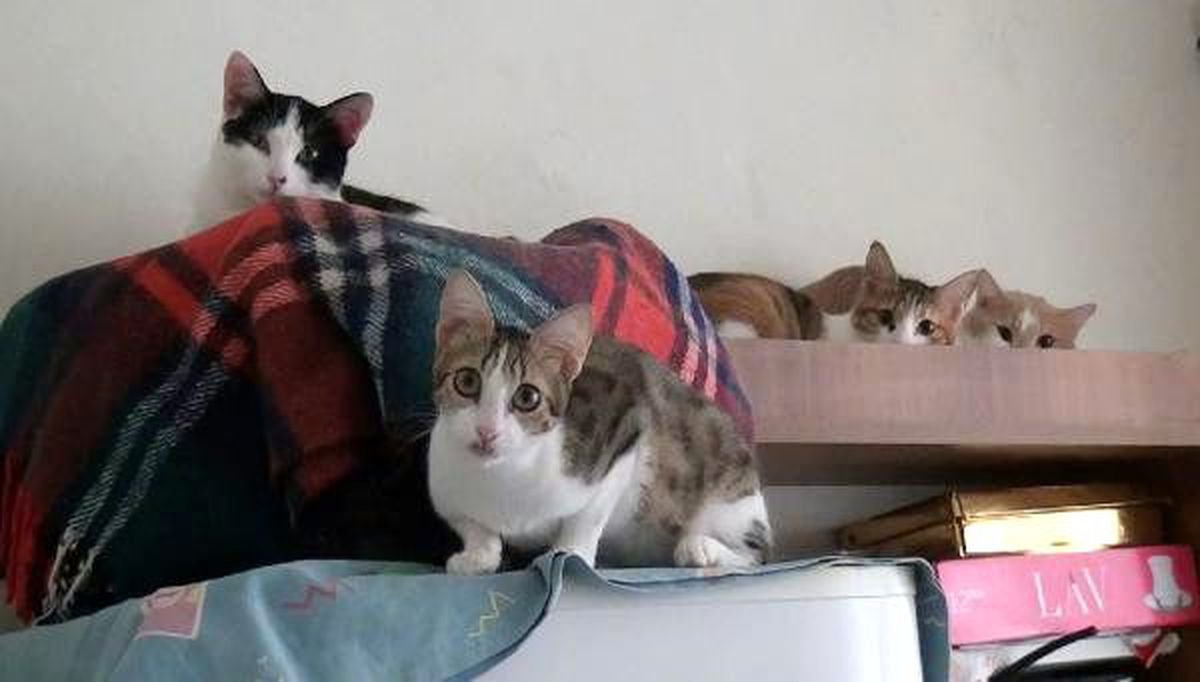 2 odalı evde 17 kedi ile birlikte yaşıyor