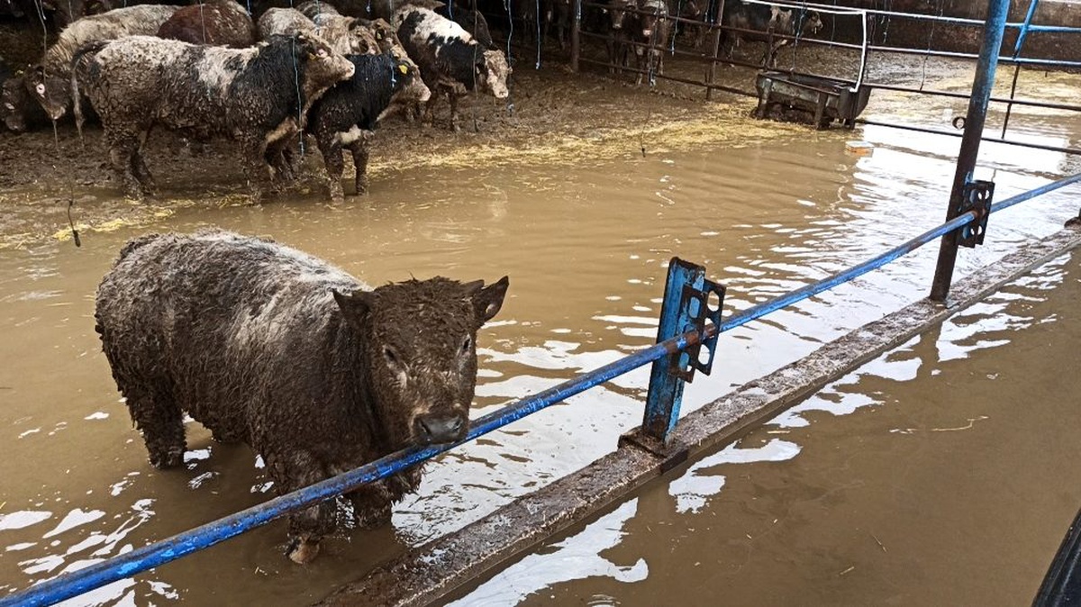 3 bin dönüm tarım arazisi hırsızlar yüzünden sel suları altında kaldı