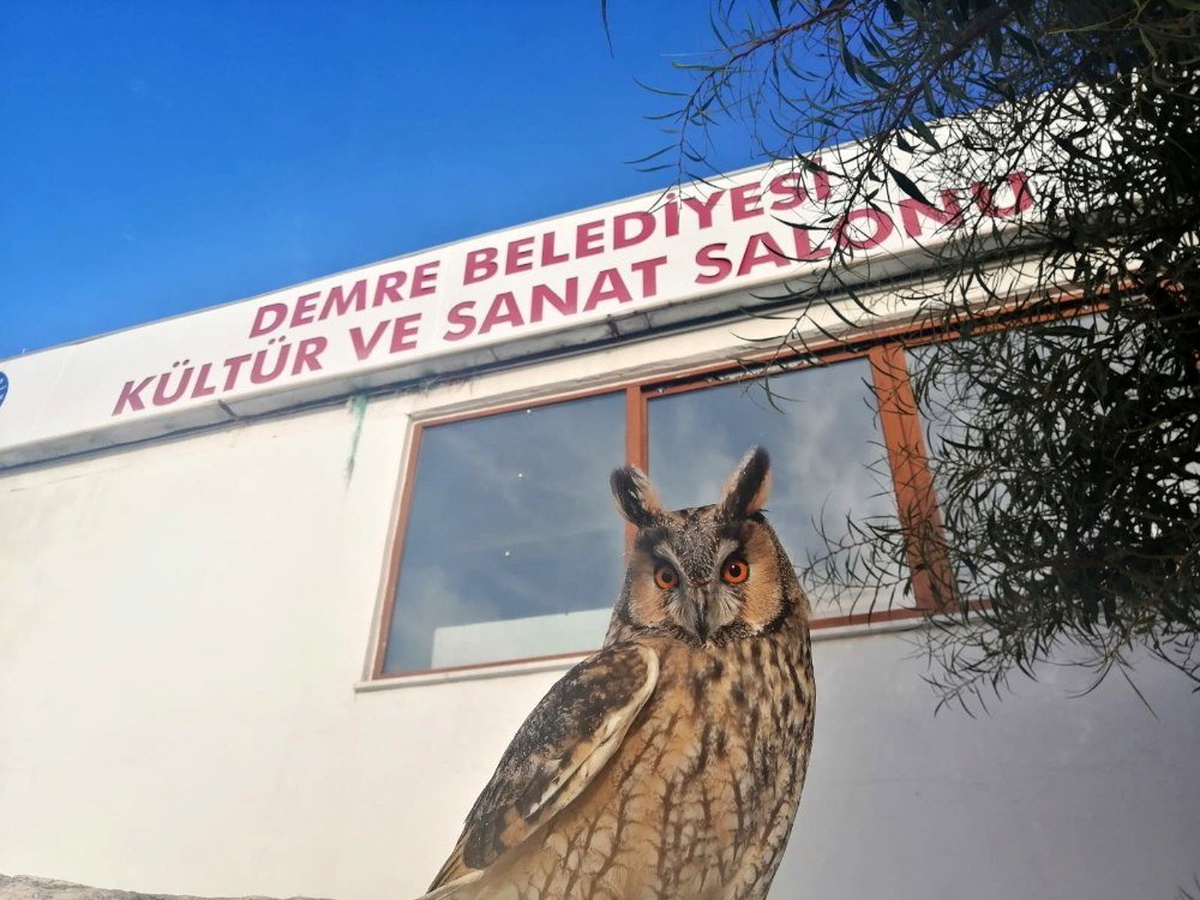 Antalya\'da nesli tükenmek üzere olan \'puhu baykuşu\' bulundu