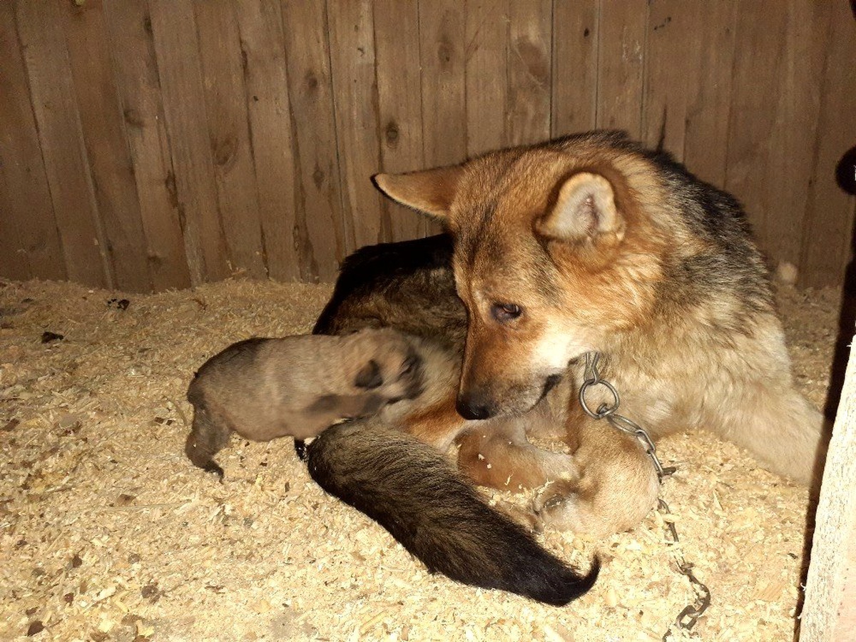 Donmak üzere olan yavru köpekler kurtarıldı