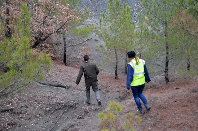 Geven otunun bir çeşidi Hanönü'de tespit edildi - Son Dakika