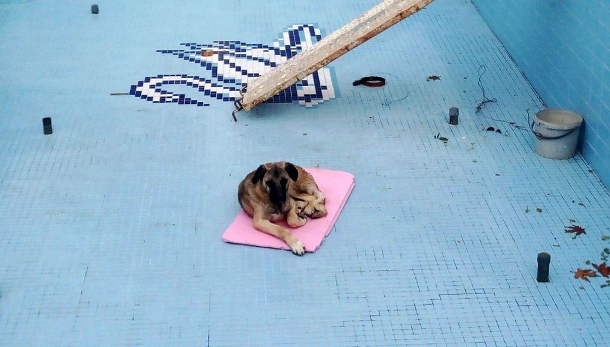 Havuza düşen köpeği işçiler kurtardı