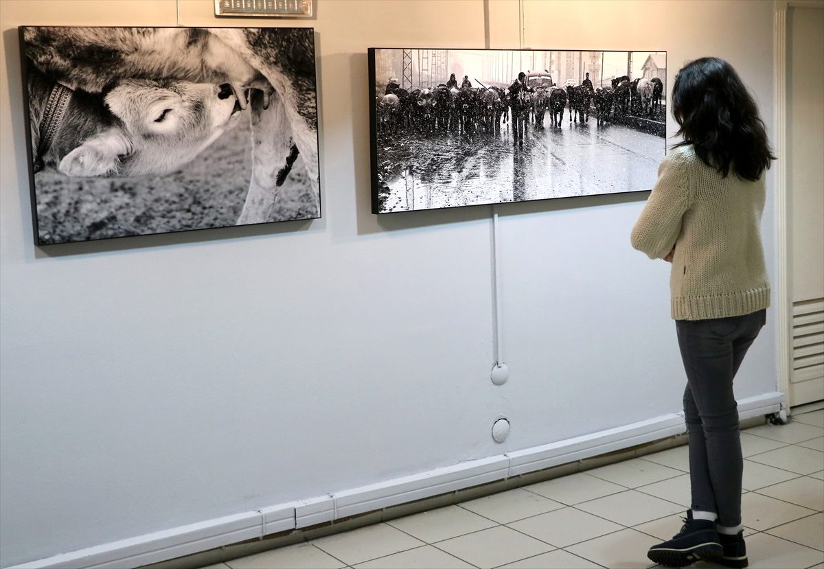Kars\'ın geleneksel hayvan pazarını anlatan fotoğraflar İzmir\'de sergileniyor