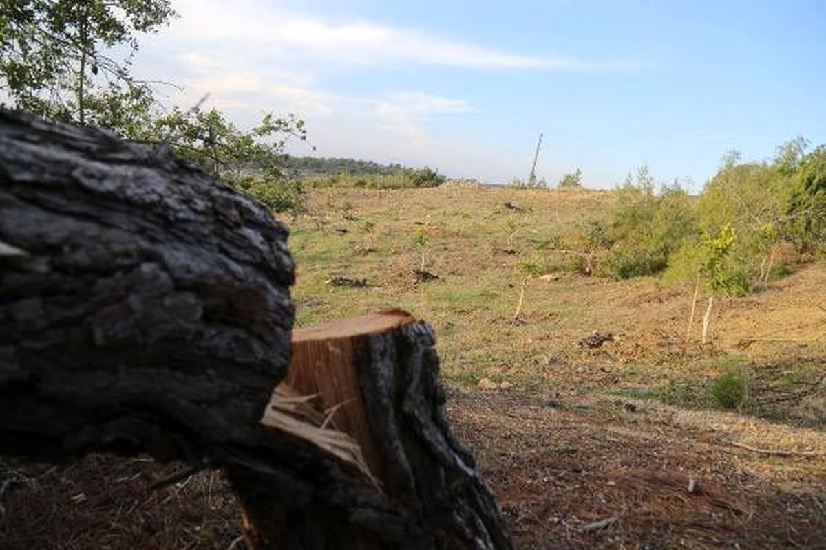 Katledilen orman alanına, limon ağaçları dikilmiş