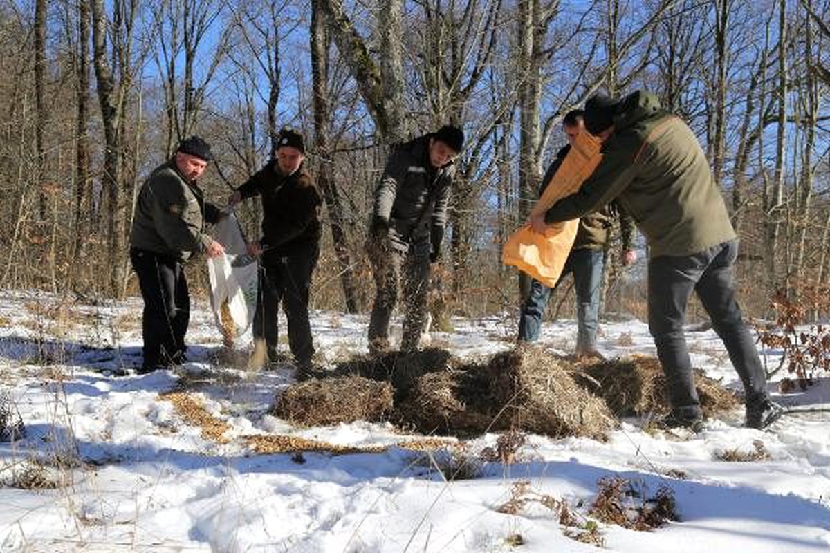 Kırklareli\'de, yaban hayvanları için doğaya yem bırakıldı