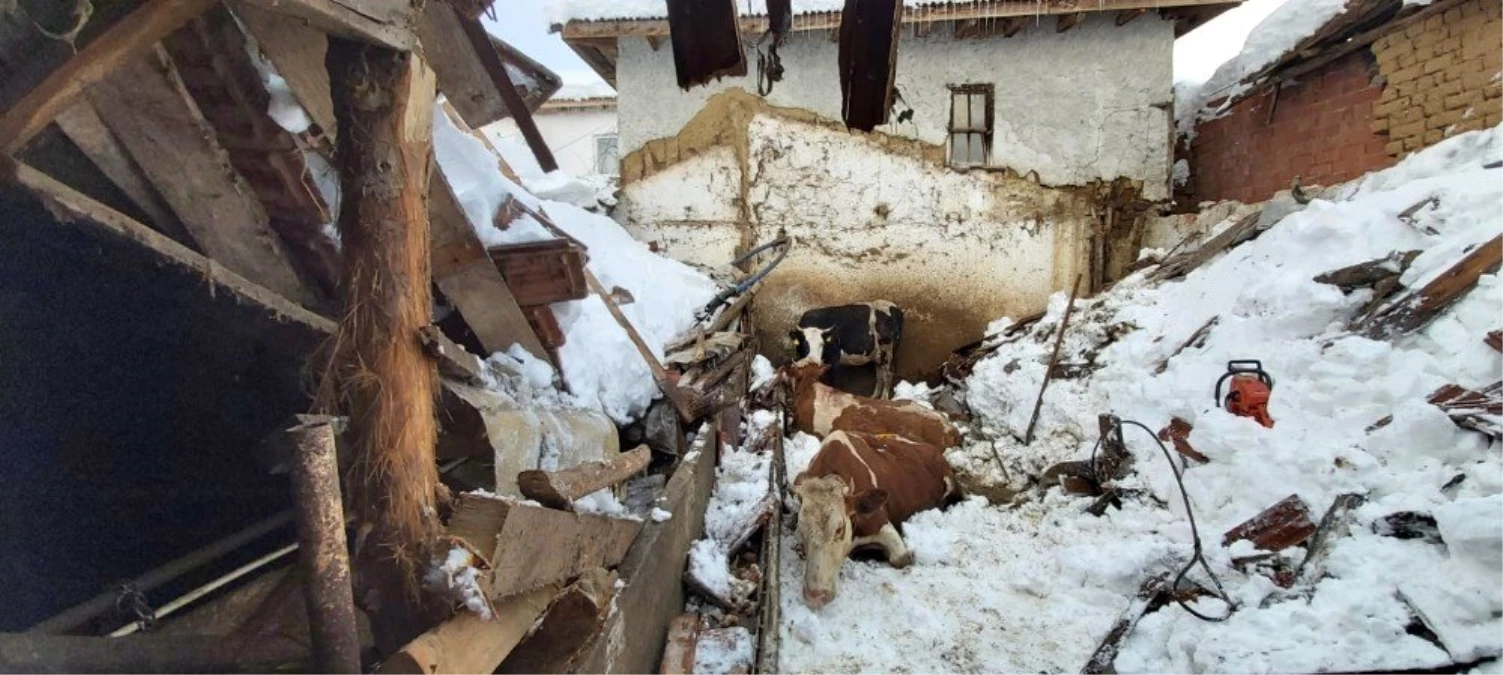 Üzerinde kar biriken ahırın çatısı çöktü, hayvanlar enkaz altında kaldı