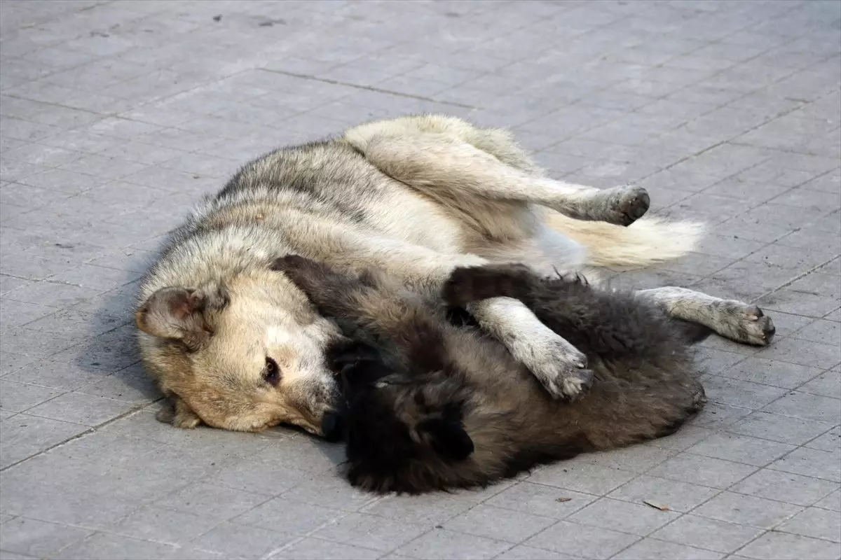 Ağrı\'da oyun oynayan köpekler görenleri gülümsetti