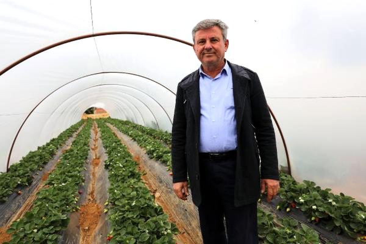 Çilek, üreticisinin yüzünü güldürdü