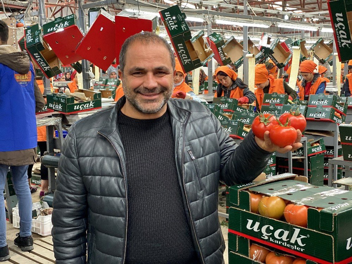 Domatesi arılar üretiyor, hormon söylentileri tarihe karışıyor