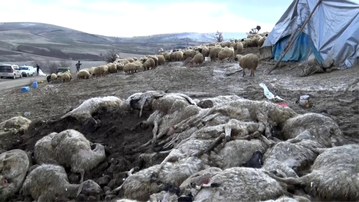 Elazığ\'da çiçek hastalığı 600\'den fazla koyunu telef etti