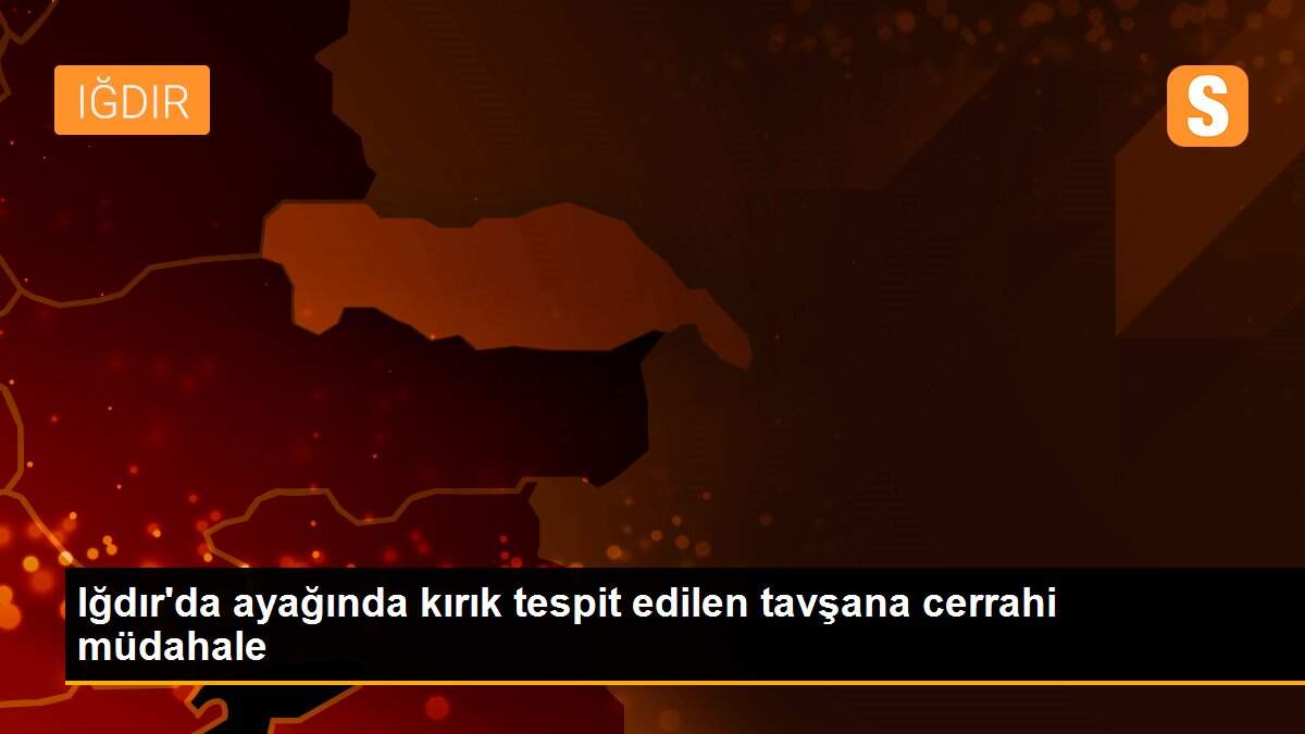 Iğdır\'da ayağında kırık tespit edilen tavşana cerrahi müdahale