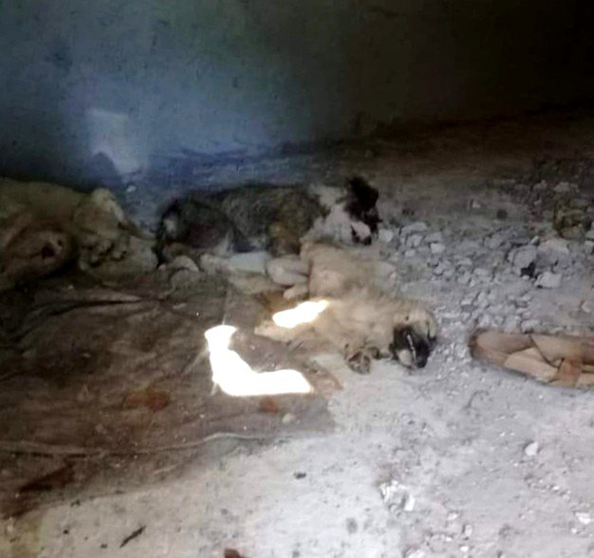 İzmir\'de 12 yavru köpeğin zehirlenerek öldürüldüğü iddiası