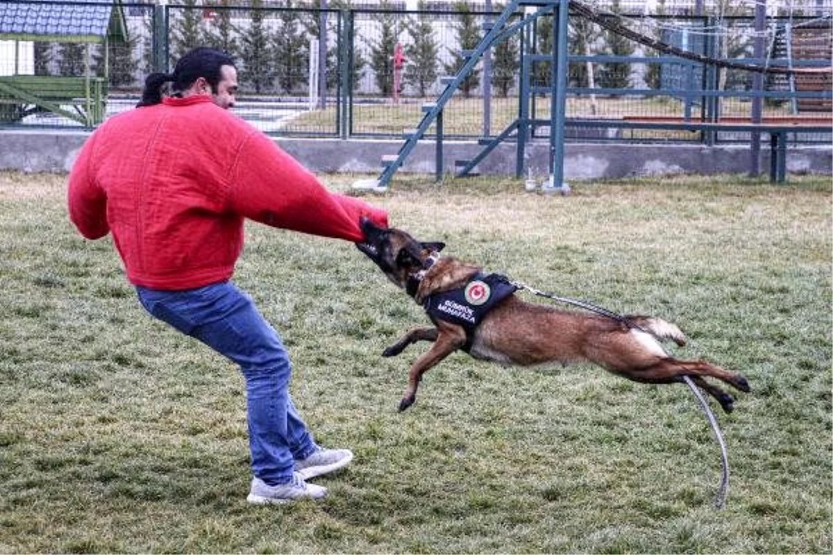 Kaçakçılara göz açtırmayan köpekler, Ankara\'da eğitiliyor