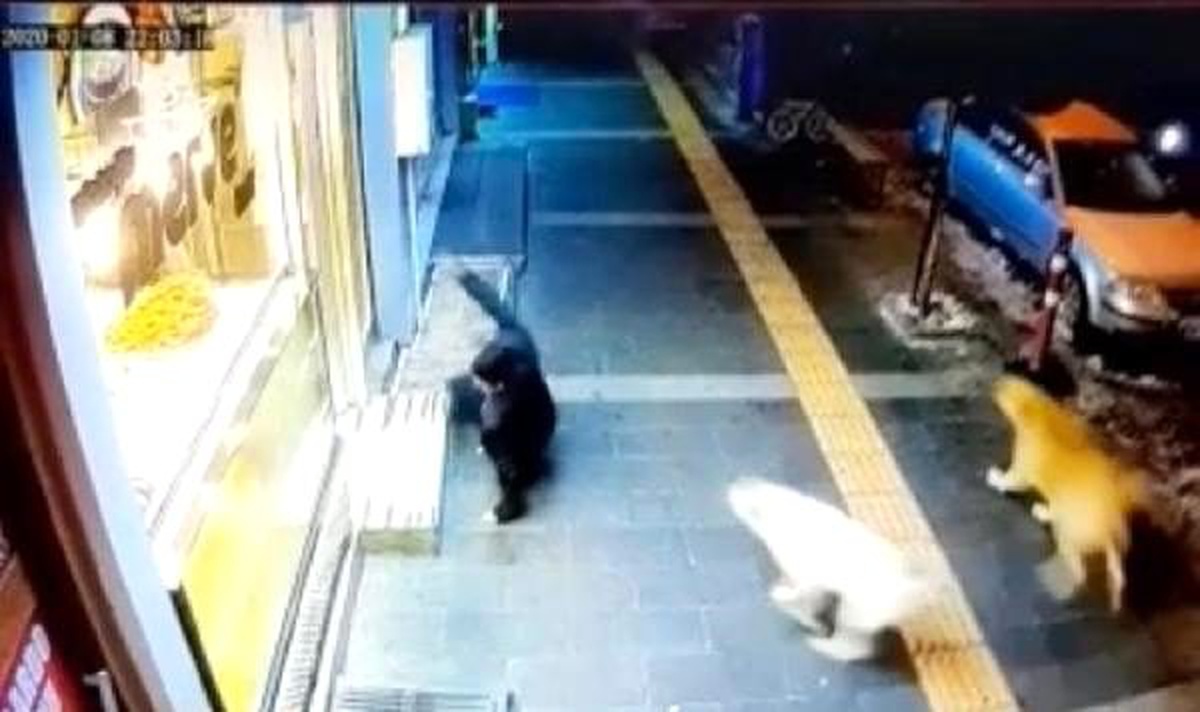 Kars\'ta sokak köpekleri tehlike saçıyor