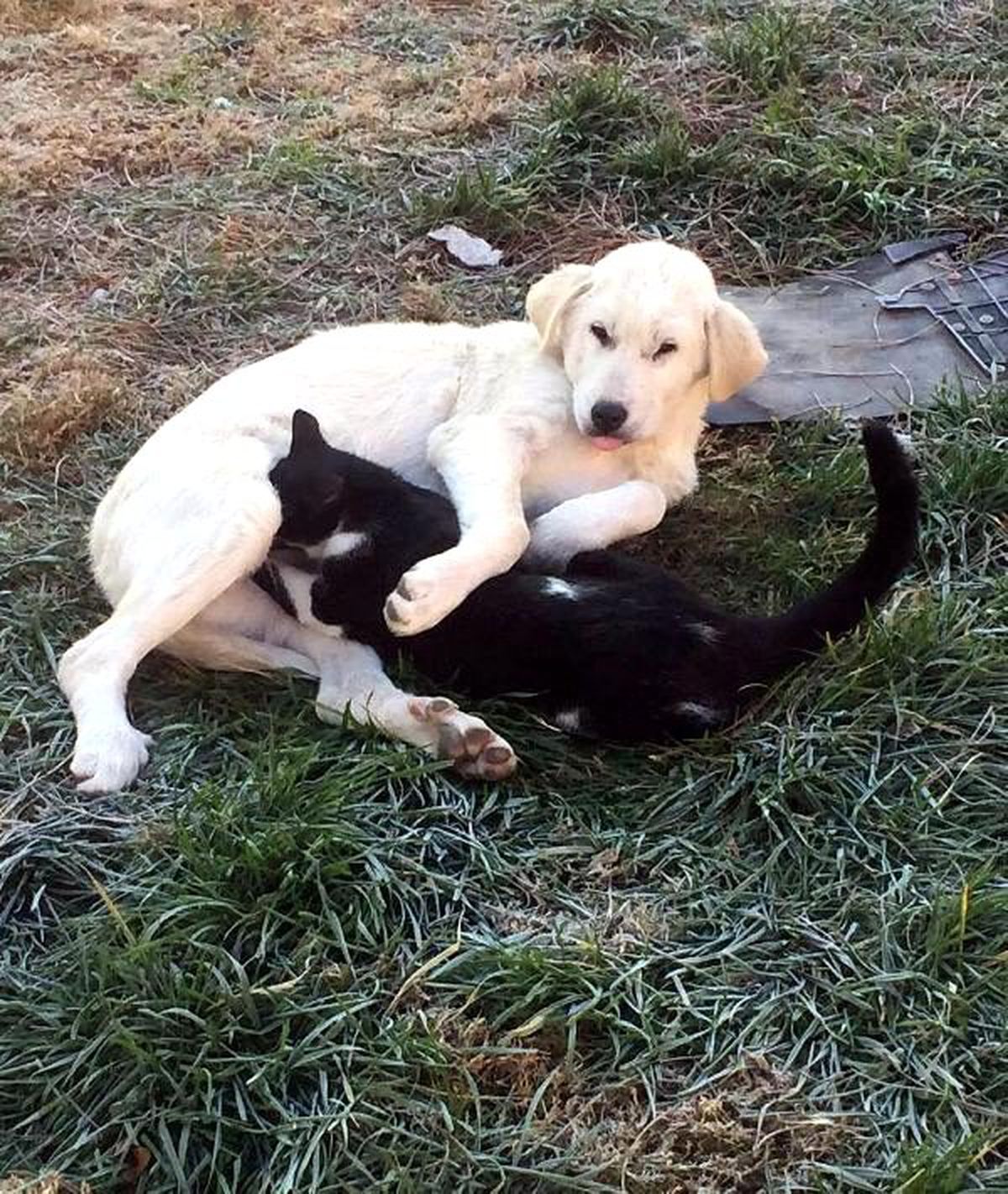 Köpek, kediye annelik yaptı