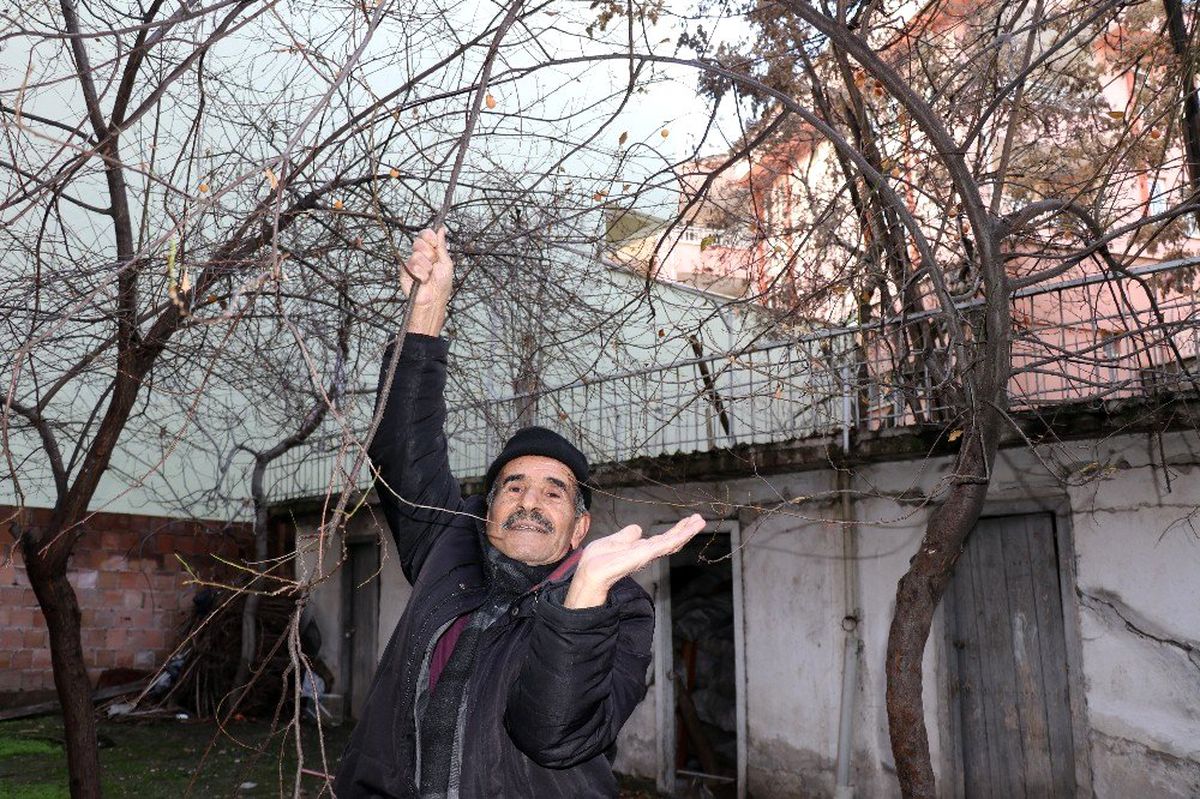 Malatya\'da erik ağacı kış ortasında meyve verdi